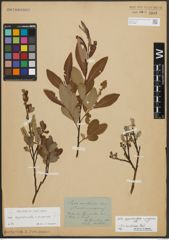 Salix appendiculata Vill. x Salix purpurea L.